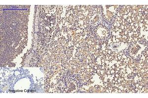 Immunohistochemical analysis of paraffin-embedded mouse lung tissue. (ERK1/2 antibody  (AA 300-380))