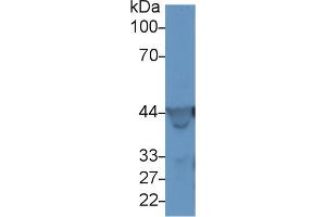 Western Blotting (WB) image for anti-Actin, gamma 1 (ACTG1) (AA 1-375) antibody (ABIN7437917)