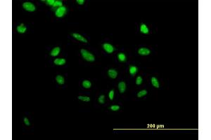 Immunofluorescence of purified MaxPab antibody to PHF10 on HeLa cell. (PHF10 antibody  (AA 1-410))