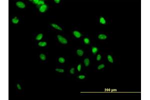 Immunofluorescence of purified MaxPab antibody to PHF10 on HeLa cell.