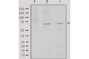Western blot analysis of extracts from various samples, using TCF3 Antibody. (TCF3 antibody  (Internal Region))
