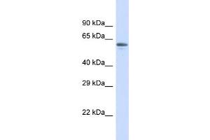 Host:  Rabbit  Target Name:  ZNF527  Sample Type:  Placenta lysates  Antibody Dilution:  1. (ZNF527 antibody  (N-Term))