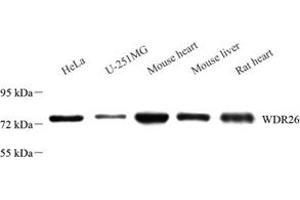 Western blot analysis of WDR26 (ABIN7076215) at dilution of 1: 2000 (WDR26 antibody)