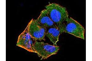 Immunofluorescence analysis of HeLa cells using RAD52 mouse mAb (green). (RAD52 antibody  (AA 269-418))