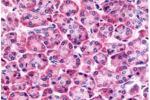 Anti-Frizzled-6 antibody  ABIN1048614 IHC staining of human pancreas. (FZD6 antibody  (N-Term))