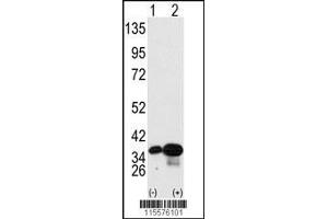 Western blot analysis of PHB2 using PHB2 Antibody (Y248) using 293 cell lysates (2 ug/lane) either nontransfected (Lane 1) or transiently transfected with the PHB2 gene (Lane 2). (Prohibitin 2 antibody  (AA 225-255))
