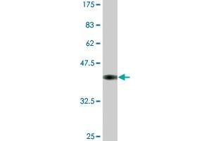 Western Blot detection against Immunogen (37. (MCM3 antibody  (AA 699-808))
