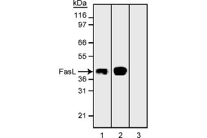 Western Blotting (WB) image for anti-Fas Ligand (TNF Superfamily, Member 6) (FASL) antibody (ABIN967520) (FASL antibody)