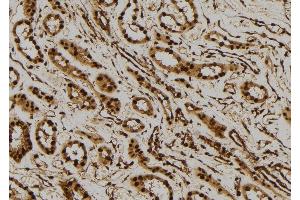 ABIN6277520 at 1/100 staining Human kidney tissue by IHC-P. (PTGES3 antibody  (C-Term))