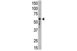 Image no. 2 for anti-Sialic Acid Binding Ig-Like Lectin 9 (SIGLEC9) (C-Term) antibody (ABIN357151)