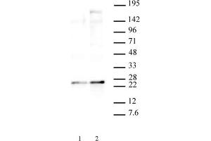 HP1 gamma phospho Ser93 pAb tested by Western blot. (CBX3 antibody  (pSer93))