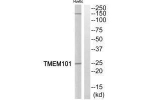 TMEM11 抗体