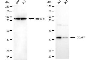 Western blotting analysis using DCAF7 antibody (ABIN7798282). (Recombinant DCAF7 antibody)