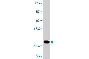 FARP1 antibody  (AA 471-549)