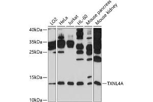 Western blot analysis of extracts of various cell lines, using TXNL4A antibody (ABIN6132742, ABIN6149737, ABIN6149738 and ABIN6214282) at 1:1000 dilution. (TXNL4A antibody  (AA 1-142))