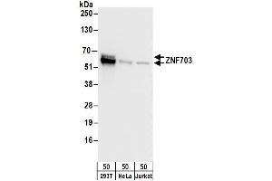 Western Blotting (WB) image for anti-Zinc Finger Protein 703 (ZNF703) (AA 100-150) antibody (ABIN7450951)