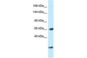Image no. 1 for anti-Early B-Cell Factor 3 (EBF3) (AA 24-73) antibody (ABIN6747421)