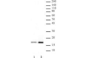 Histone H3K4ac antibody (pAb) tested by Western blot. (Histone 3 antibody  (H3K4ac))