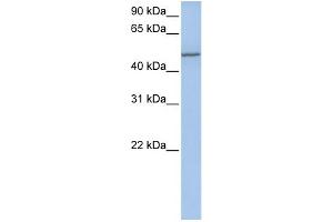 WB Suggested Anti-COL25A1 Antibody Titration:  0. (COL25A1 antibody  (Middle Region))