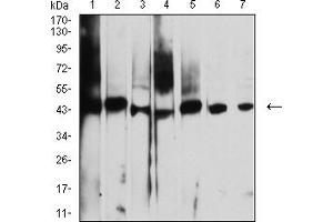 Western blot analysis using AUP1 mouse mAb against A431 (1), NIH/3T3 (2), Hela (3), SW480 (4), CHO3D10 (5), A549 (6), and SPC-A-1 (7) cell lysate.