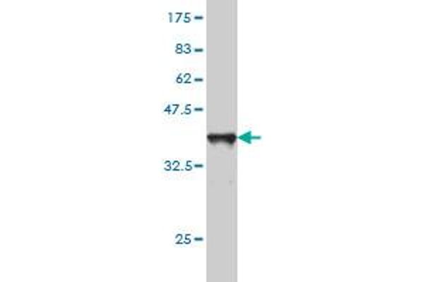 SLC44A2 antibody  (AA 123-230)