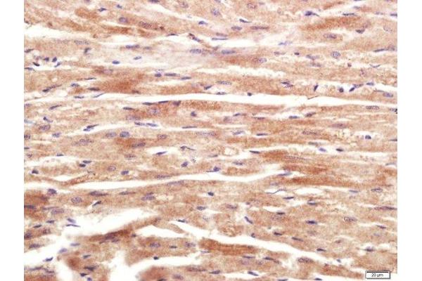 RNF169 antibody