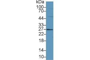 Western blot analysis of Mouse Small intestine lysate, using Mouse FAM3B Antibody (1 µg/ml) and HRP-conjugated Goat Anti-Rabbit antibody ( (FAM3B antibody  (AA 30-235))
