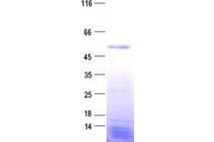 Zinc Finger Protein 718 (ZNF718) protein (His tag)