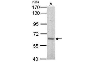 WB Image Sample (30 ug of whole cell lysate) A: Hela 7. (ARAF antibody  (C-Term))