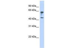 IGSF11 anticorps  (AA 179-228)