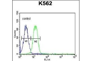 AVIL Antibody (N-term) (ABIN650952 and ABIN2840008) flow cytometric analysis of K562 cells (right histogram) compared to a negative control cell (left histogram). (Advillin antibody  (N-Term))