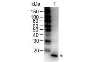 Western Blot of Rabbit anti-Mouse IL-1 Beta Antibody Peroxidase Conjugated Lane 1: Mouse IL-1 Beta Load: 50 ng per lane Secondary antibody: IL1 beta Antibody Peroxidase Conjugated at 1:1,000 for 30 min at RT Block: ABIN925618 for 30 min RT Predicted/Observed size: 18 kDa, 18 kDa (IL-1 beta antibody  (HRP))