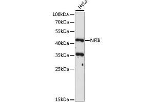 Western blot analysis of extracts of HeLa cells, using NFIB antibody (ABIN6290700) at 1:1000 dilution. (NFIB antibody)