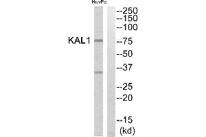 Western blot analysis of extracts from HuvEc cells, using KAL1 antibody. (KAL1 antibody)