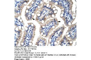 Human Intestine (ZNF785 antibody  (C-Term))