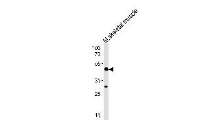 Western blot analysis of lysate from mouse skeletal muscle tissue lysate, using Mouse Hoxc10 Antibody at 1:1000 at each lane. (HOXC10 antibody  (C-Term))