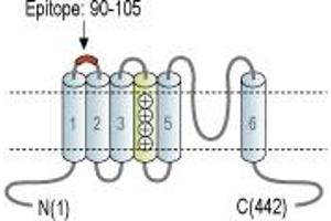 Representative domain view of the target of ABIN7884847.