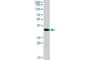 VGLL4 MaxPab polyclonal antibody. (VGLL4 antibody  (AA 1-290))