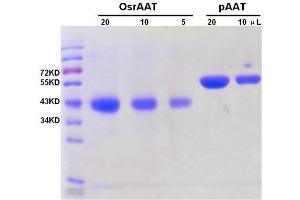 Image no. 1 for Alfa-1 Antitrypsin protein (ABIN1042573) (Alfa-1 Antitrypsin Protein)