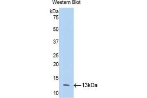 Detection of Recombinant ANXA4, Human using Polyclonal Antibody to Annexin A4 (ANXA4) (Annexin IV antibody  (AA 165-260))