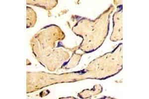 IHC analysis of FFPE human placenta tissue stained with EphA3 antibody (EPH Receptor A3 antibody  (AA 896-928))