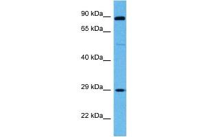 Host:  Mouse  Target Name:  SP3  Sample Tissue:  Mouse Skeletal Muscle  Antibody Dilution:  1ug/ml (Sp3 antibody  (Middle Region))