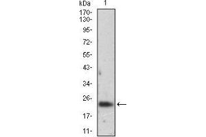 FTL antibody  (full length)