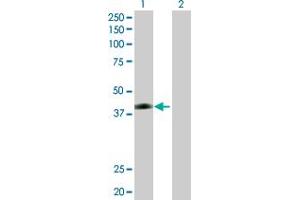 Western Blot analysis of JAM2 expression in transfected 293T cell line by JAM2 MaxPab polyclonal antibody. (JAM2 antibody  (AA 1-298))