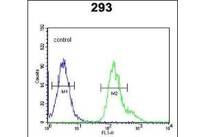 PCB Antibody (N-term) (ABIN651181 and ABIN2840115) flow cytometric analysis of 293 cells (right histogram) compared to a negative control cell (left histogram).