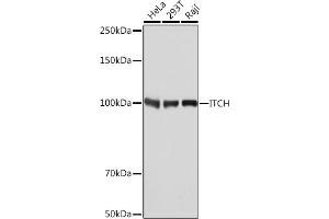 Western blot analysis of extracts of various cell lines, using ITCH Rabbit mAb (ABIN7268032) at 1:1000 dilution. (ITCH antibody)