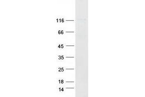 Validation with Western Blot (CD44 Protein (CD44) (Transcript Variant 1) (Myc-DYKDDDDK Tag))