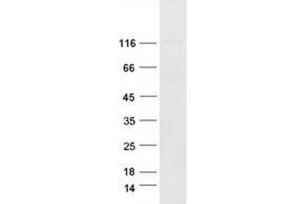 CD44 Protein (CD44) (Transcript Variant 1) (Myc-DYKDDDDK Tag)