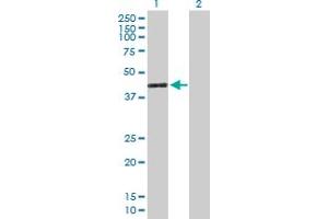 Western Blot analysis of GIMAP4 expression in transfected 293T cell line by GIMAP4 MaxPab polyclonal antibody. (GIMAP4 antibody  (AA 1-329))