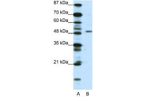 WB Suggested Anti-DPF2  Antibody Titration: 0. (DPF2 antibody  (N-Term))